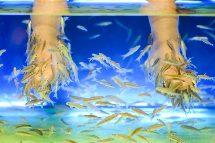 Why Not Try Our Dr Fish Pedicures Rejuveness Shelly Beach Uvongo